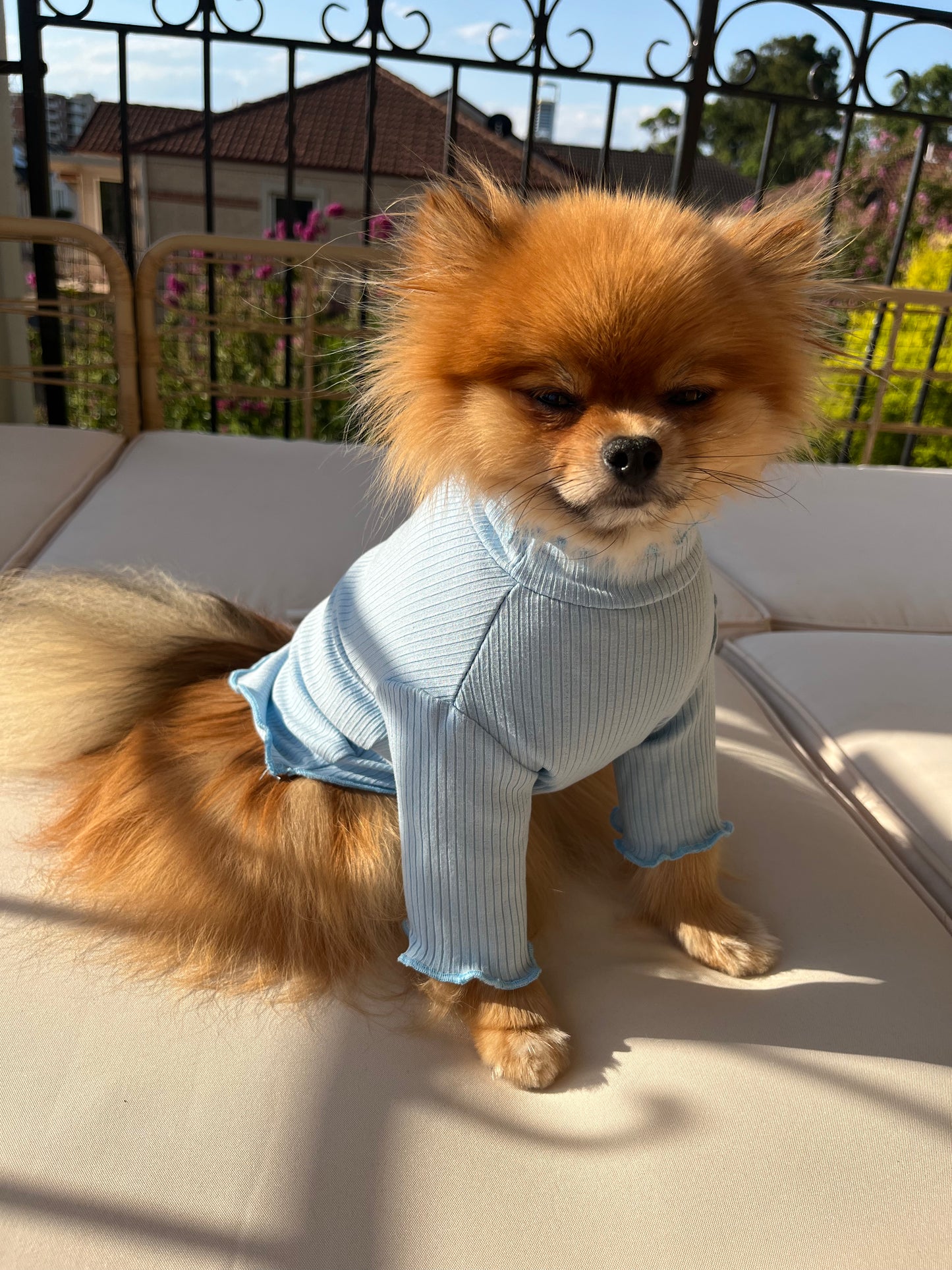 Pudding - Blue Frill Top